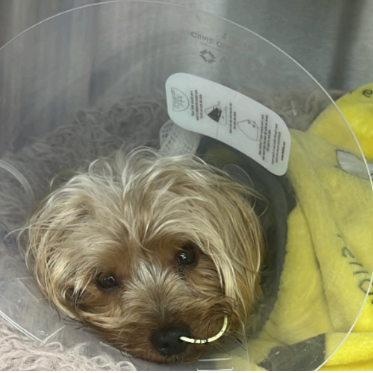 A fundraising flyer for 'Save Gerald' featuring a photo of a small dog in a yellow blanket wearing a clear cone. The flyer asks donors to donate anything over $10 for a free handmade soap, with a small inset image of the Etti Soap box and a QR code at the bottom.